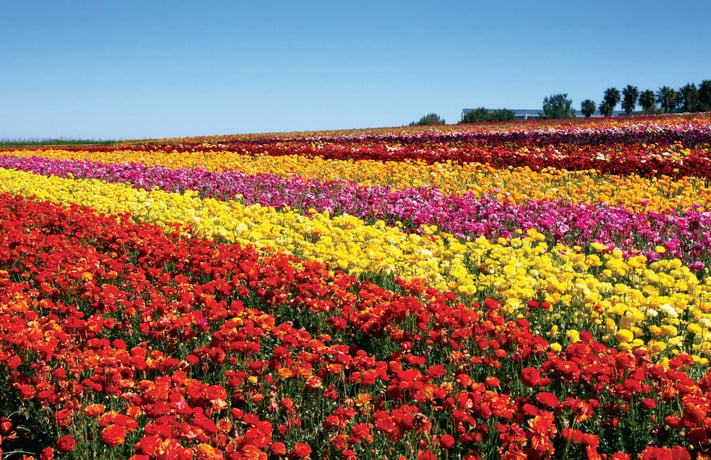 Carlsbadflowerfields.jpg